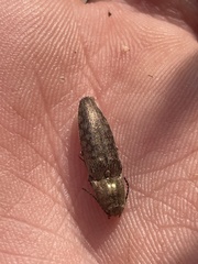 Actenicerus cuprascens