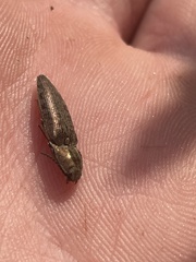 Actenicerus cuprascens