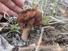 Gyromitra korfii