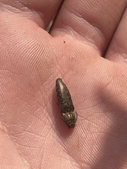 Actenicerus cuprascens