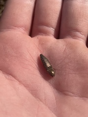 Actenicerus cuprascens