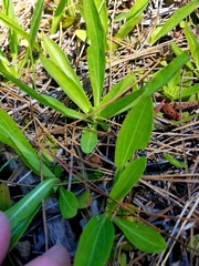 Helenium pinnatifidum