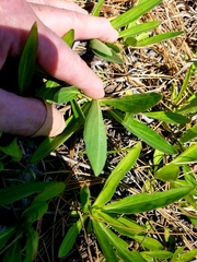 Helenium pinnatifidum