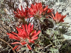 Castilleja scabrida