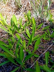 Helenium pinnatifidum