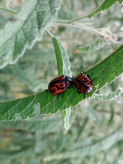 Calligrapha mexicana