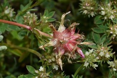 Trifolium spumosum