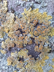 Xanthoria parietina