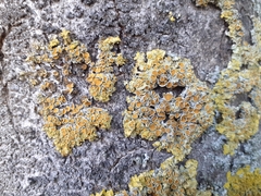 Xanthoria parietina