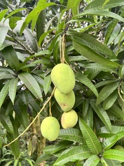 Mangifera indica image