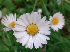 Bellis perennis