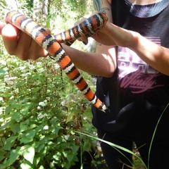 Lampropeltis multifasciata