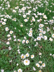 Bellis perennis