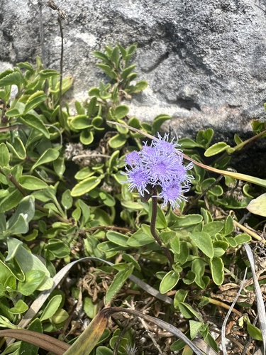 Ageratum maritimum (Ageratum maritimum)