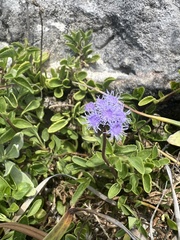 Ageratum maritimum