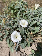 Datura wrightii