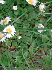 Bellis perennis