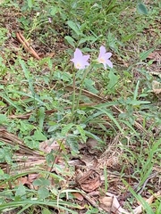 Zephyranthes robusta