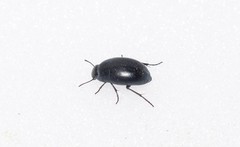 Zophosis punctata