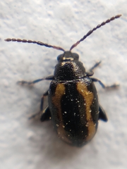 Phyllotreta striolata