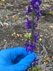 Delphinium uliginosum