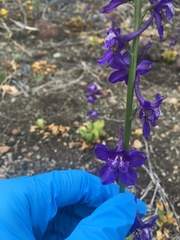 Delphinium uliginosum