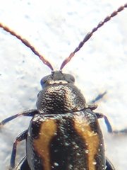 Phyllotreta striolata