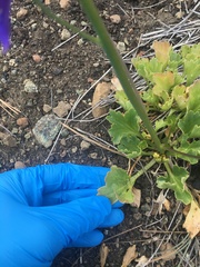 Delphinium uliginosum