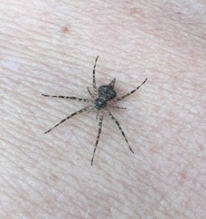 Tamopsis