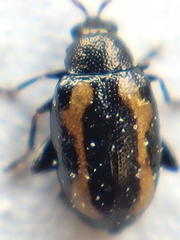 Phyllotreta striolata