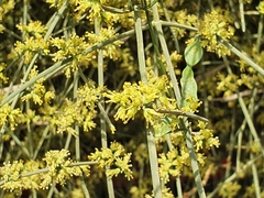 Ephedra foeminea