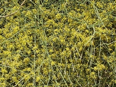 Ephedra foeminea