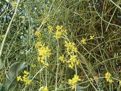 Ephedra foeminea