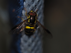 Chrysotoxum bicinctum