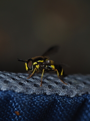 Chrysotoxum bicinctum