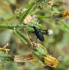 Podonta atrata