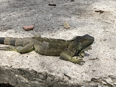 Iguana iguana