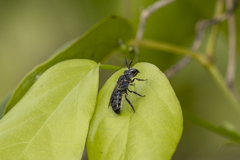 Augochlora nigrocyanea