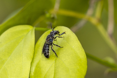Augochlora nigrocyanea