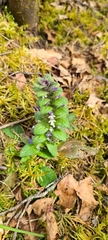 Ajuga pyramidalis