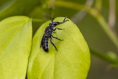 Augochlora nigrocyanea