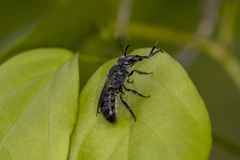 Augochlora nigrocyanea