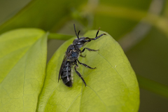Augochlora nigrocyanea