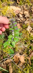 Ajuga pyramidalis