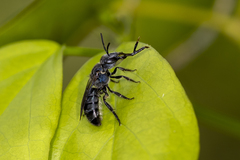 Augochlora nigrocyanea