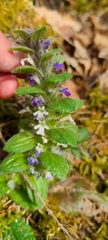 Ajuga pyramidalis