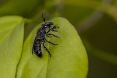 Augochlora nigrocyanea