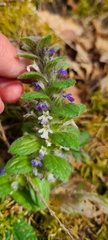 Ajuga pyramidalis