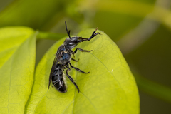 Augochlora nigrocyanea