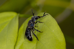 Augochlora nigrocyanea